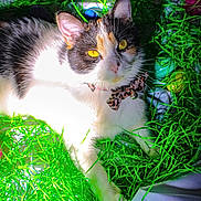 Pookie is registered to the contest to win money with this photo: cat, calico, pet, animal, collar, bow, bell, green, grass, shredded_paper, yellow_eyes, close_up, cute, indoor, colorful, playful, feline, resting, fur, whiskers