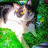 cat, calico, pet, animal, collar, bow, bell, green, grass, shredded_paper, yellow_eyes, close_up, cute, indoor, colorful, playful, feline, resting, fur, whiskers
