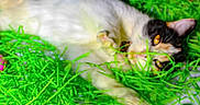 Pookie is registered to the contest to win money with this photo: cat, animal, pet, easter, plastic_grass, colorful_eggs, lying_down, indoor, feline, white_and_black, yellow_eyes, close_up, playful, decorations, spring, holiday, festive, soft_focus, messy, cute