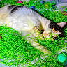 cat, animal, pet, easter, plastic_grass, colorful_eggs, lying_down, indoor, feline, white_and_black, yellow_eyes, close_up, playful, decorations, spring, holiday, festive, soft_focus, messy, cute