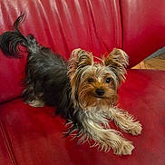 Alba participe au concours pour gagner de l'argent avec cette photo : animal, companion, cute, dog, domestic_animal, ears, fur, household, indoor, leather, looking_at_camera, mammal, paw, pet, red_couch, relaxed, small_dog, snout, tail, yorkshire_terrier