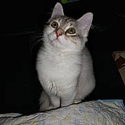 Lune participe au concours pour gagner de l'argent avec cette photo : cat, kitten, pet, animal, feline, curious, sitting, quilt, blanket, toy, indoor, furry, cute, whiskers, ears, eyes, soft, domestic, couch, flash