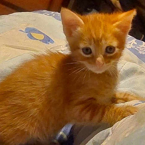 Simba