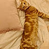 Simba participe au concours pour gagner de l'argent avec cette photo : cat, orange_tabby, pet, feline, striped_fur, ginger, relaxed, lying_down, bed, bedroom, blanket, pillow, bedding, cozy, indoor, portrait, sleeping_area, fluffy, whiskers, cute