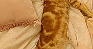 Simba participe au concours pour gagner de l'argent avec cette photo : cat, orange_tabby, sleeping, sleepy, bed, bedding, blanket, pillow, indoors, home, relaxed, pet, feline, striped_fur, stretched_out, cozy, resting, warm_lighting, bedroom, cute