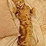 cat, kitten, orange_tabby, striped_fur, lying_down, belly_up, open_mouth, sleeping_area, blanket, pillow, bed, bedding, indoor, close_up, portrait, cute, funny, relaxed, furry, pet