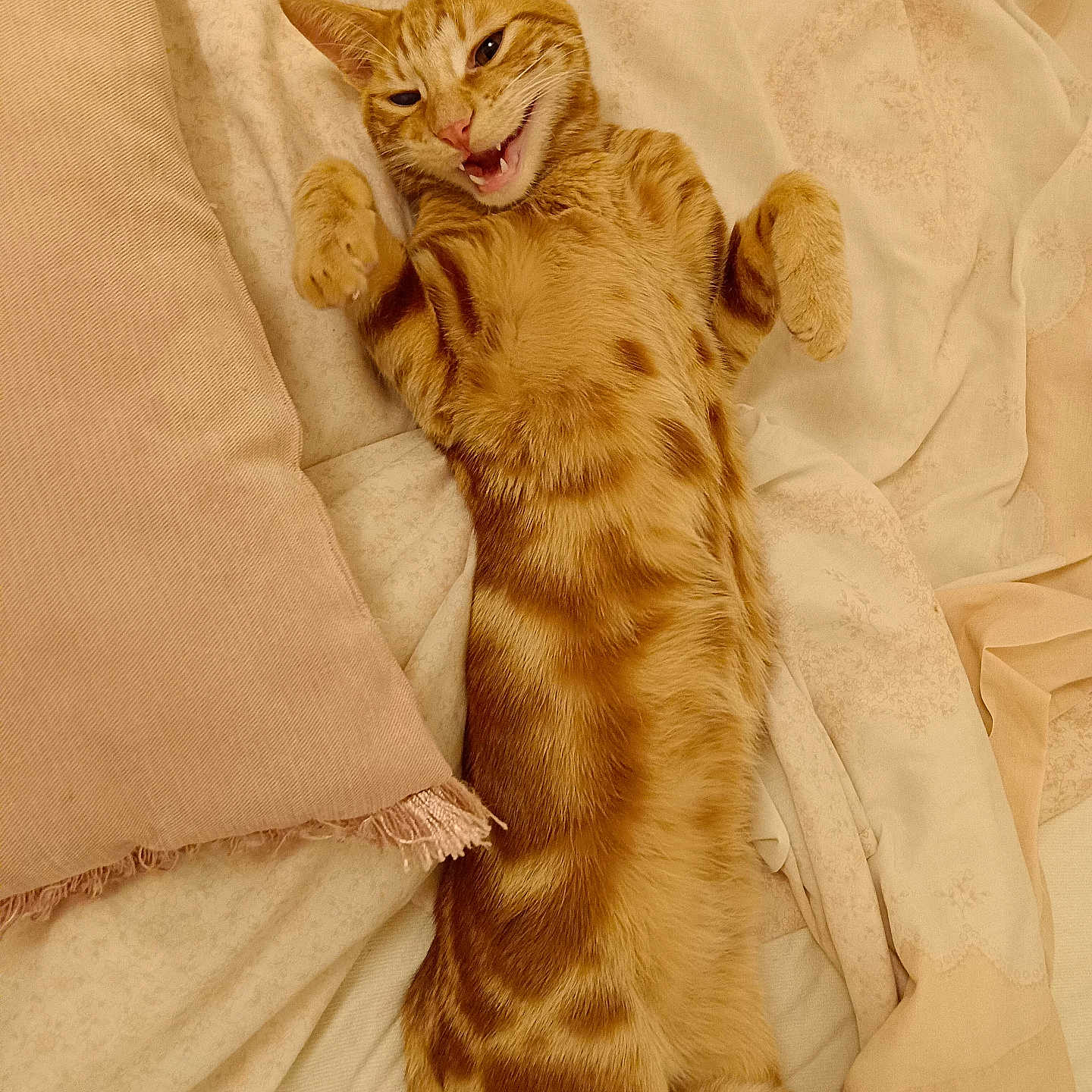 Simba