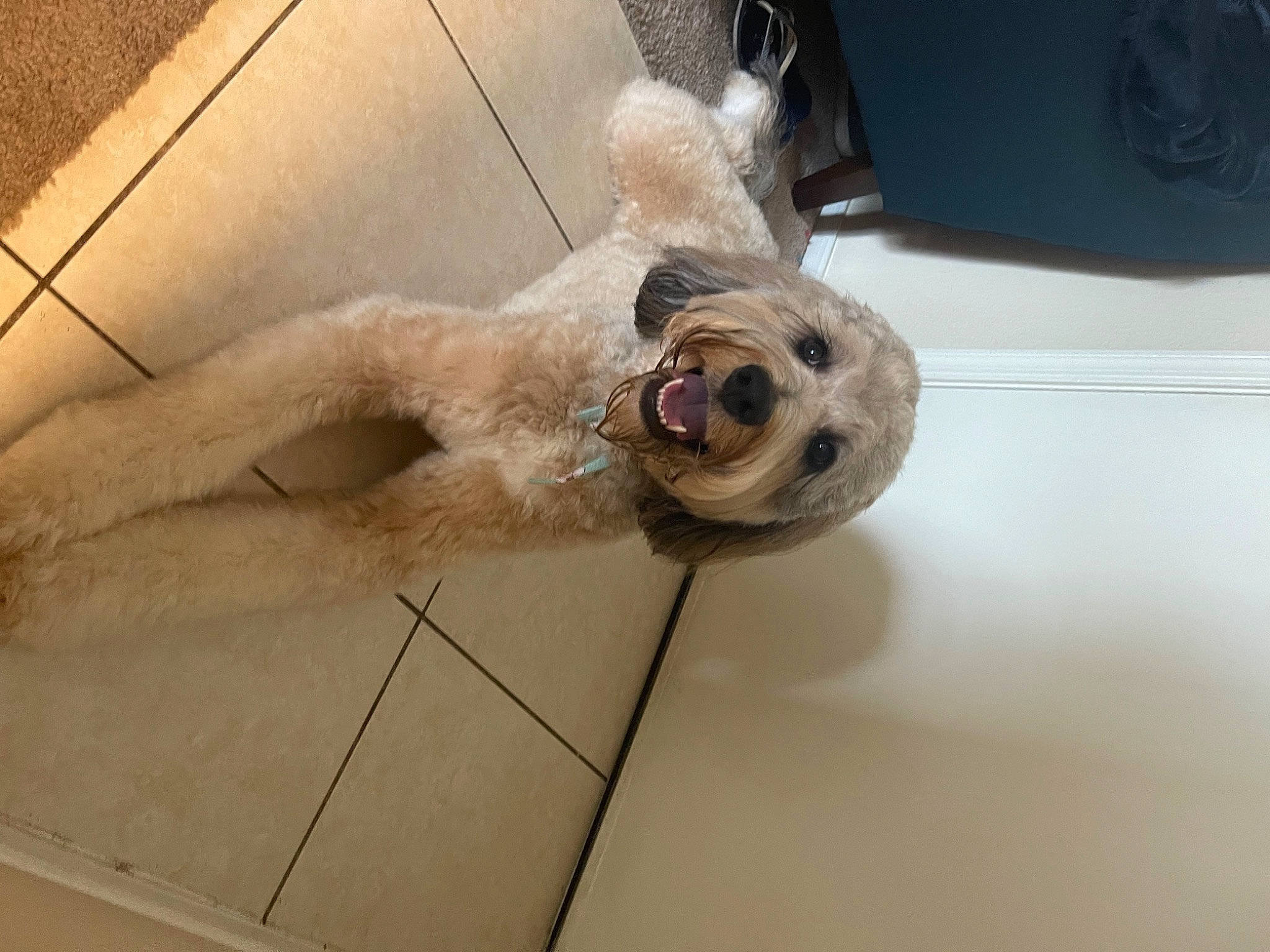 Benito joined the competition — help win amazing prizes! canidae, carnivore, companion_dog, computer_keyboard, dog, dog_breed, fawn, flooring, foot, fur, paw, puppy, snout, sporting_group, tail, terrestrial_animal, toy_dog, watch, whiskers, wood