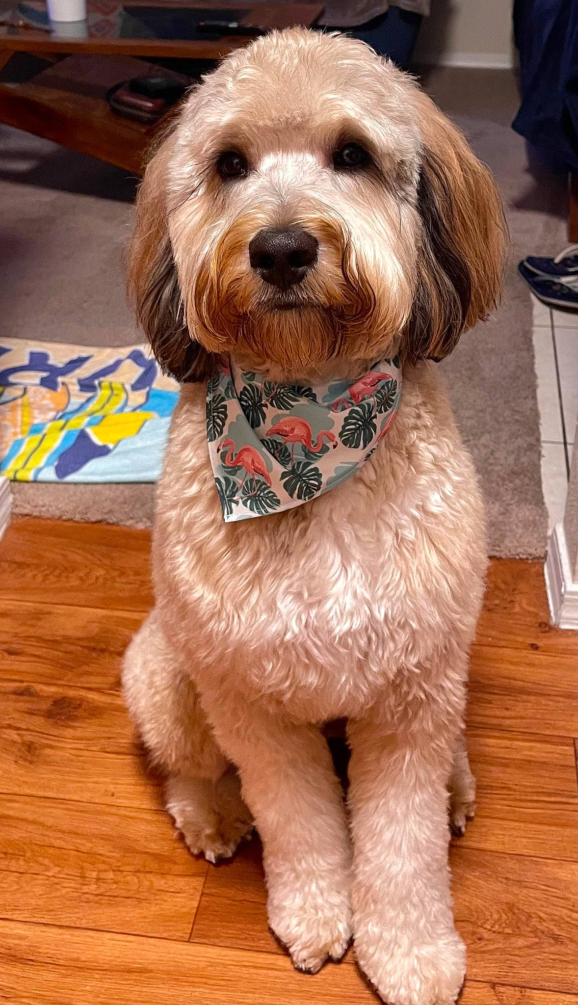 Benito is registered to the contest to win money with this photo: carnivore, collar, companion_dog, dog, dog_breed, dog_clothes, dog_collar, dog_supply, fashion_accessory, flooring, fur, leash, liver, pet_supply, small_terrier, sporting_group, terrier, toy_dog, wood, working_animal