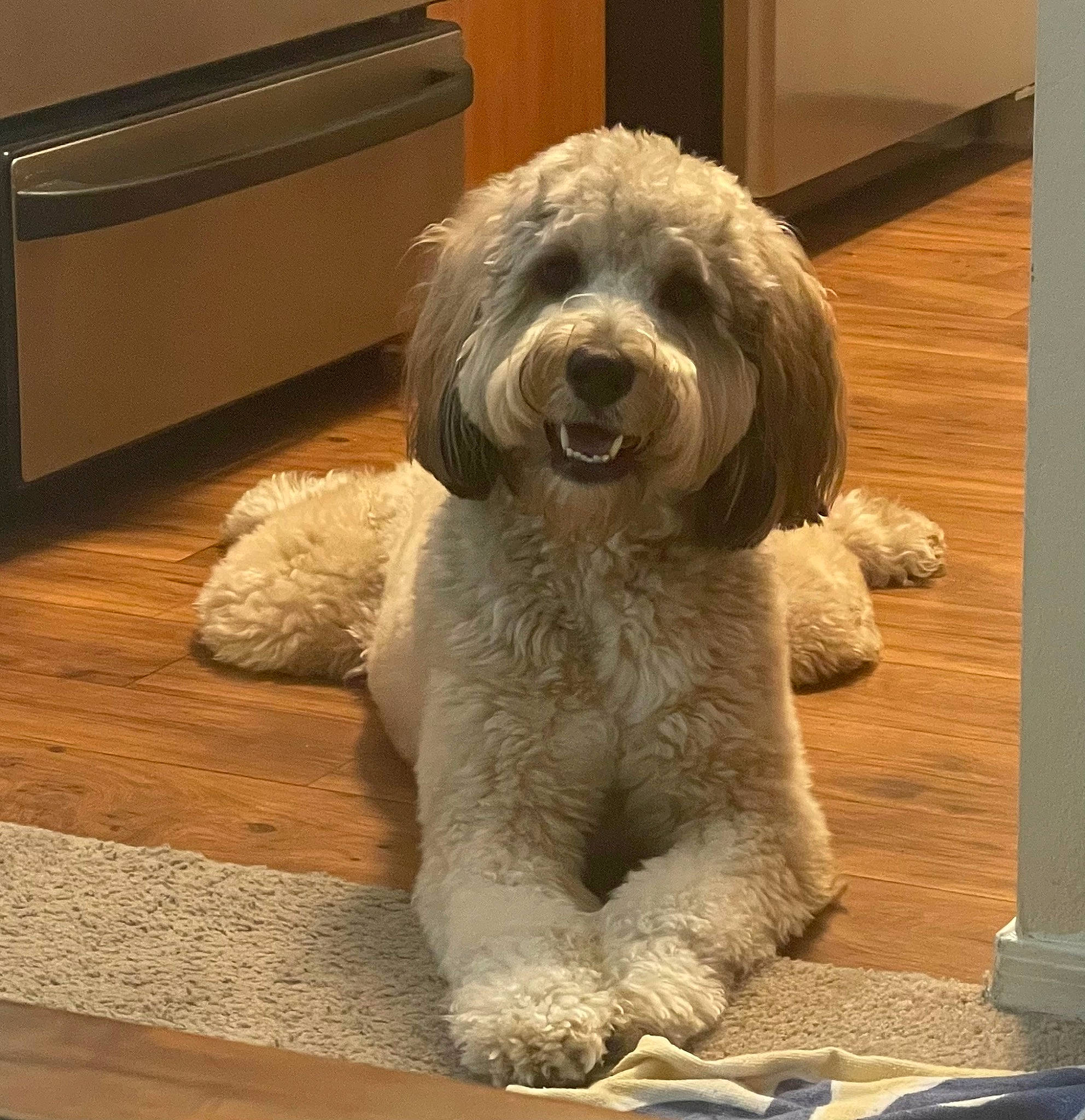 Benito joined the competition — help win amazing prizes! canidae, carnivore, companion_dog, dog, dog_breed, flooring, fur, hardwood, home_appliance, plank, small_terrier, snout, sporting_group, terrier, toy_dog, varnish, water_dog, wood, wood_stain, working_animal