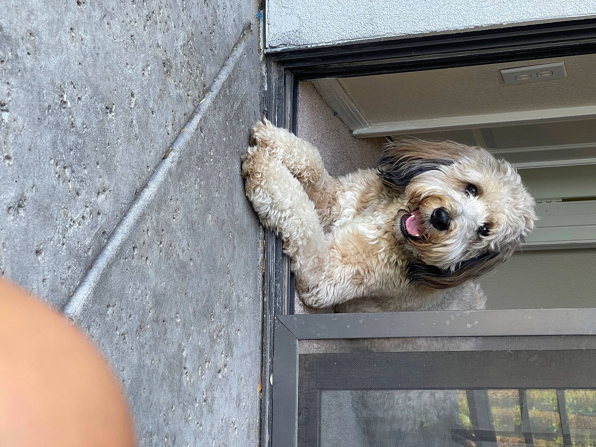 Benito is registered to the contest to win money with this photo: carnivore, cockapoo, companion_dog, concrete, dog, dog_breed, dog_collar, fur, labradoodle, leash, pet_supply, poodle, road_surface, sidewalk, small_terrier, sporting_group, terrier, toy_dog, vehicle_door, wood