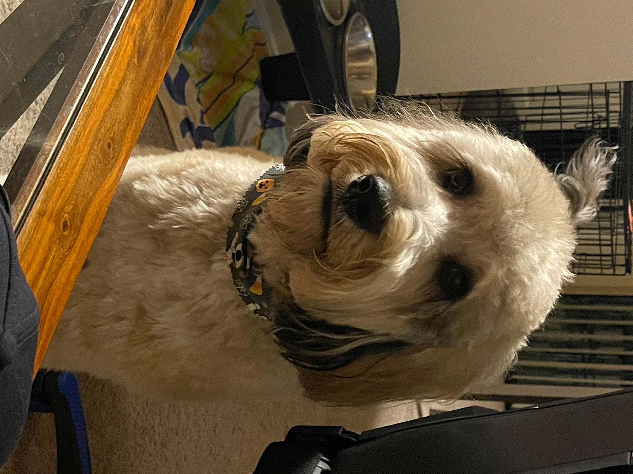 Benito is registered to the contest to win money with this photo: canidae, carnivore, companion_dog, dog, dog_breed, dog_clothes, fawn, fur, hardwood, non_sporting_group, pet_supply, small_terrier, snout, sporting_group, terrestrial_animal, terrier, toy_dog, whiskers, wood, working_animal