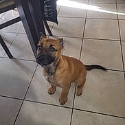 Aya a rejoint le concours — aidez-le/la à gagner de superbes lots ! puppy, dog, indoor, floor, tile_floor, brown_dog, black_snout, pet, animal, sitting, looking_up, young_dog, ears, tail, chair, jacket, shadow, tile_lines, domestic, cute