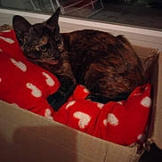 Maya participe au concours pour gagner de l'argent avec cette photo : cat, tortoiseshell, pet, animal, feline, cardboard_box, red_cushion, heart_pattern, indoor, resting, cute, cozy, fur, whiskers, window, night, looking_away, soft_light, relaxed, home