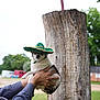 dog, sombrero, hat, person, hand, tree_stump, outdoor, rural, greenery, building, grass, pet, animal, cute, holding, summer, nature, funny, portrait, small_dog