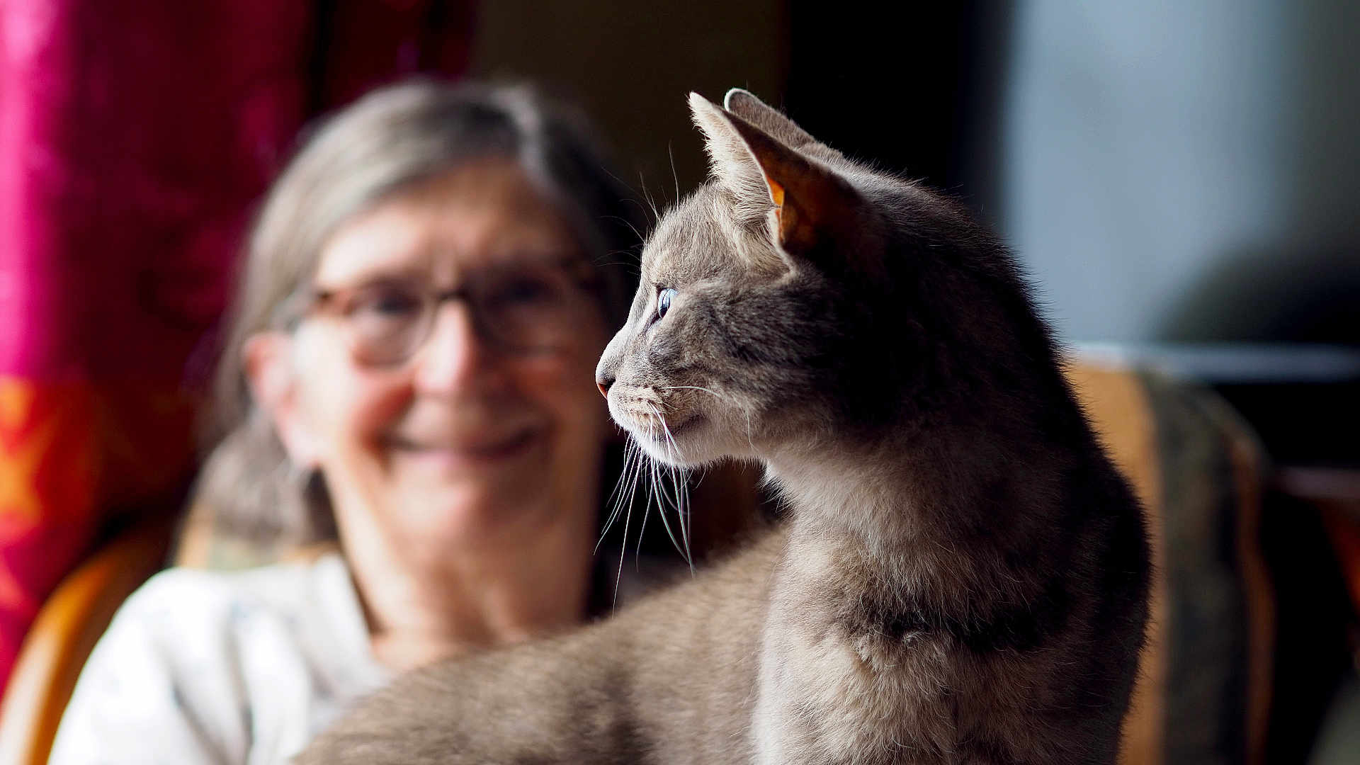 Foggy a rejoint le concours — aidez-le/la à gagner de superbes lots ! blurred_background, cat, chair, close_up, companionship, curious, domestic_animal, elderly_woman, feline, glasses, gray_cat, indoors, intimate, pet, portrait, profile, smiling, soft_light, warm, whiskers