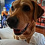 Evee is registered to the contest to win money with this photo: artwork, bed, canine, close_up, dog, dog_painting, furniture, golden_retriever, happy, indoor, living_room, orange_wall, pet, portrait, skeleton_figure, smiling, tongue_out, wall_art, white_bedspread, wooden_floor