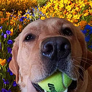 Evee joined the competition — help win amazing prizes! animal, blue_sky, canine, close_up, dog, field, flowers, golden_retriever, hand, happy, landscape, mountains, nature, outdoor, pet, playful, purple_flowers, summer, tennis_ball, yellow_flowers