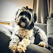 Ruby joined the competition — help win amazing prizes! animal, canine, companion, couch, cozy, curly_fur, curtain, cute, dog, domestic_animal, fur, furniture, home, indoor, living_room, mammal, paw, pet, relaxed, resting