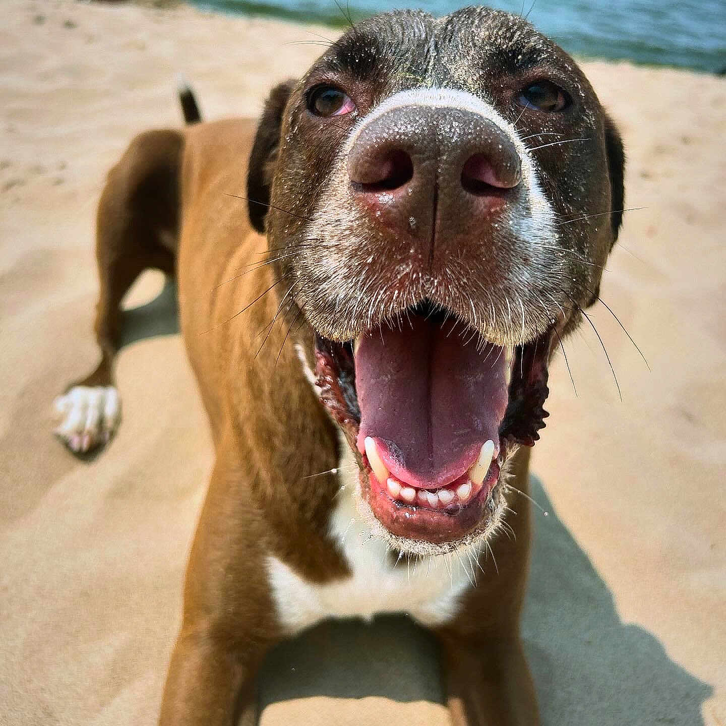 Zeus is registered to the contest to win money with this photo: animal, beach, bodypart, boxer, bulldog, canine, coast, dog, hound, mouth, nature, outdoors, person, pet, pitbull, puppy, sea, shoreline, snout, water