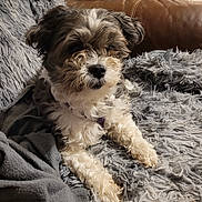 Rudy Ru Thompson is registered to the contest to win money with this photo: dog, fluffy, curly_hair, blanket, gray, couch, leather, indoor, pet, relaxed, fur, small_dog, home, stack_of_dvds, cozy, seated, front_paws, resting, brown, white