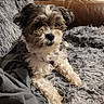 dog, fluffy, curly_hair, blanket, gray, couch, leather, indoor, pet, relaxed, fur, small_dog, home, stack_of_dvds, cozy, seated, front_paws, resting, brown, white