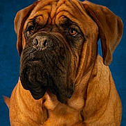 Sbradley participe au concours pour gagner de l'argent avec cette photo : animal, blue_background, brown_coat, canine, close_up, companion, dog, ears, expression, eyes, fur, head, large_breed, looking_away, muzzle, neck, pet, portrait, studio_lighting, wrinkles