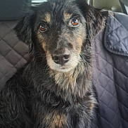 Kara a rejoint le concours — aidez-le/la à gagner de superbes lots ! animal, back_seat, black_dog, brown_eyes, car, car_interior, city_street, closeup, dog, fluffy, headrest, long_hair, looking_at_camera, pet, portrait, puppy, seat_cover, sitting, tan_markings, vehicle