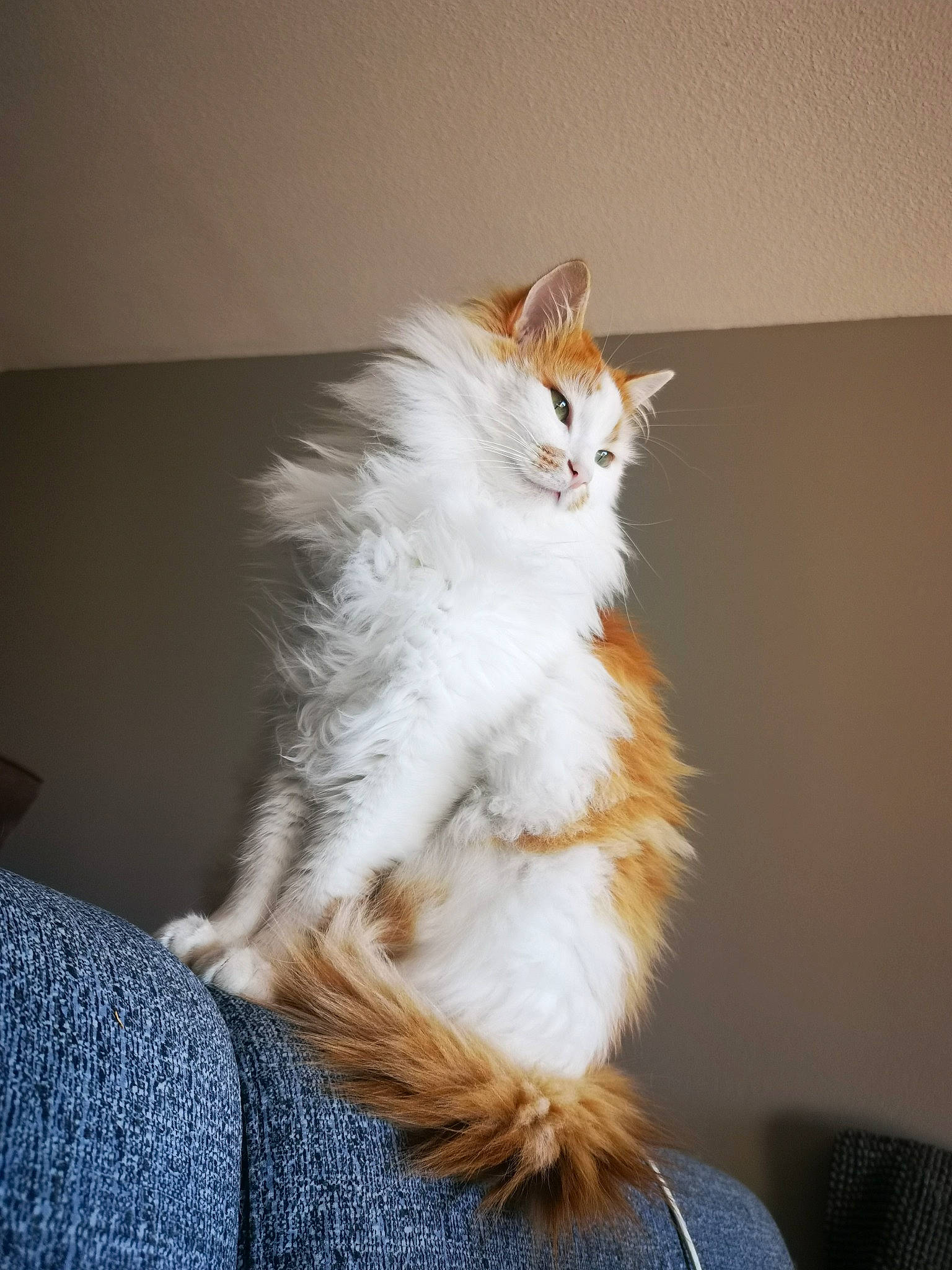 Hatchi a rejoint le concours — aidez-le/la à gagner de superbes lots ! british_longhair, carnivore, cat, claw, comfort, fawn, felidae, fur, hair, paw, sitting, small_to_medium_sized_cats, tail, whiskers, window