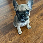Prana is registered to the contest to win money with this photo: french_bulldog, puppy, dog, wooden_floor, pet, animal, small_dog, cute, mischievous, indoor, young_dog, brown, black_nose, ears_up, looking_at_camera, sitting, flooring, domestic_animal, adorable, canine