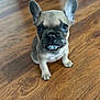 french_bulldog, puppy, dog, wooden_floor, pet, animal, small_dog, cute, mischievous, indoor, young_dog, brown, black_nose, ears_up, looking_at_camera, sitting, flooring, domestic_animal, adorable, canine