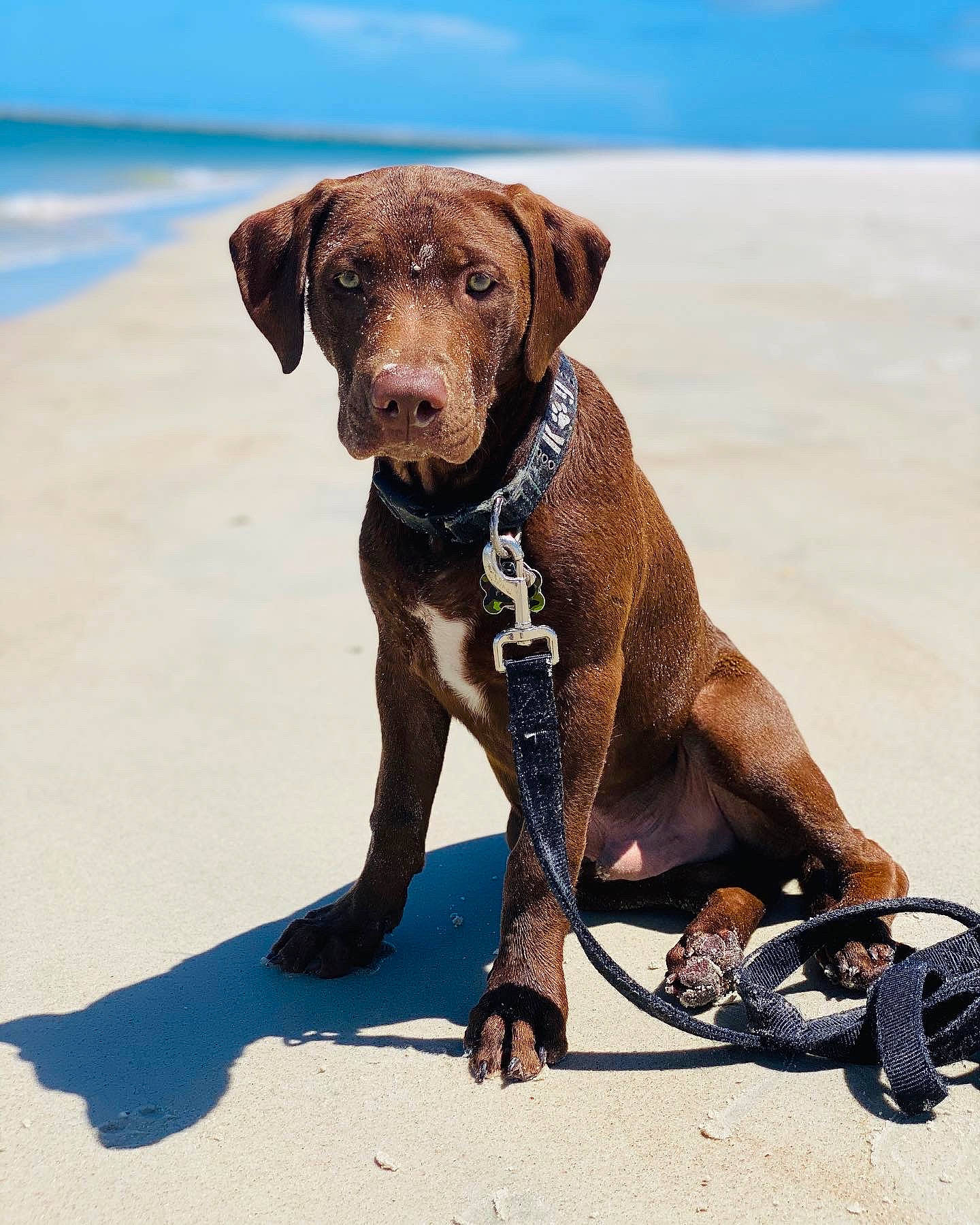 Finley is registered to the contest to win money with this photo: canidae, carnivore, chesapeake_bay_retriever, dog, dog_breed, dog_collar, fawn, german_shorthaired_pointer, hunting_dog, labrador_retriever, leash, liver, mammal, pointer, pointing_breed, retriever, sporting_group, vertebrate, vizsla