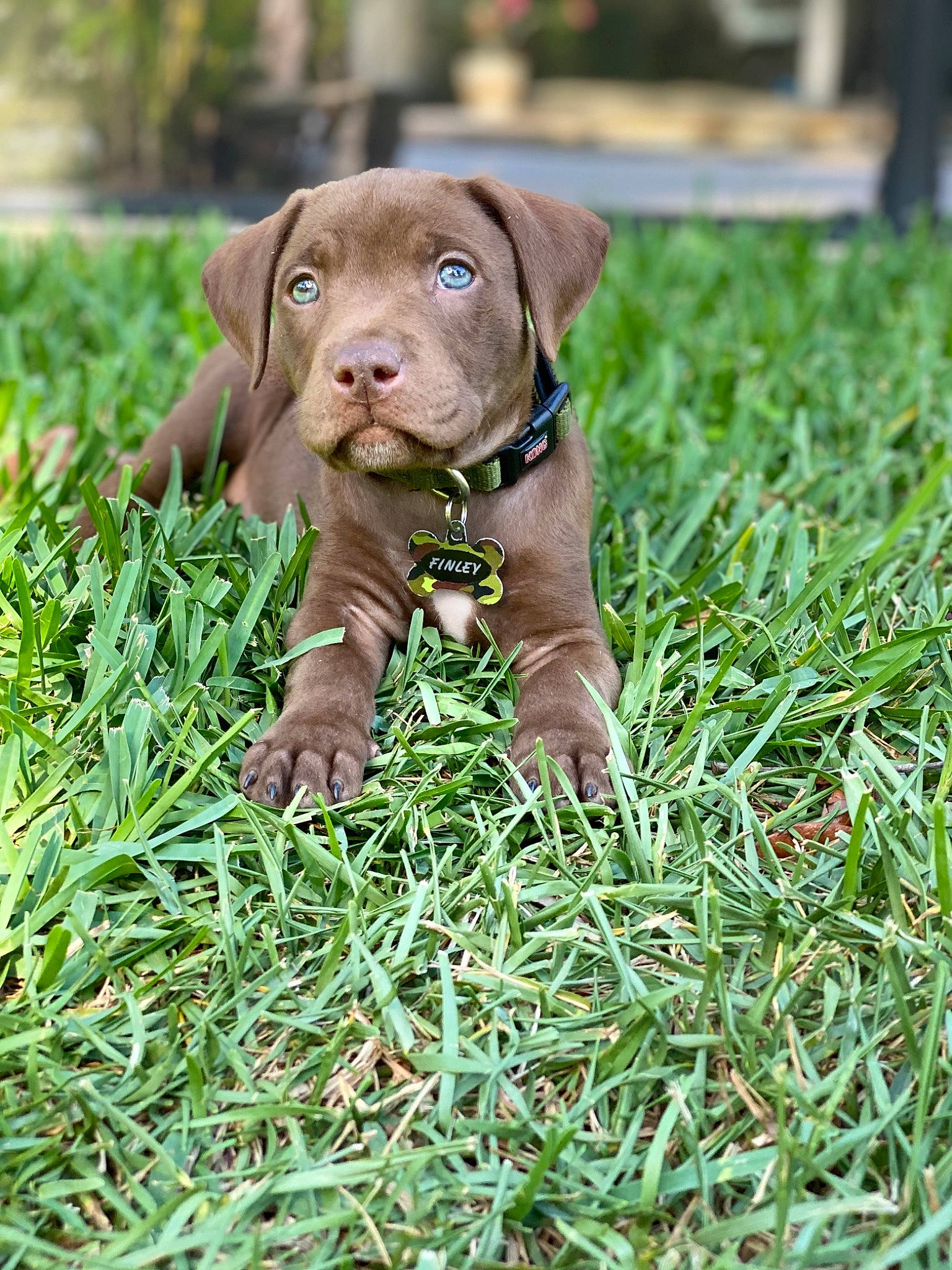 Finley joined the competition — help win amazing prizes! canidae, carnivore, chesapeake_bay_retriever, dog, dog_breed, fawn, grass, hunting_dog, labrador_retriever, liver, mammal, pit_bull, plant, pointing_breed, puppy, rare_breed_dog, sporting_group, vertebrate, vizsla, weimaraner