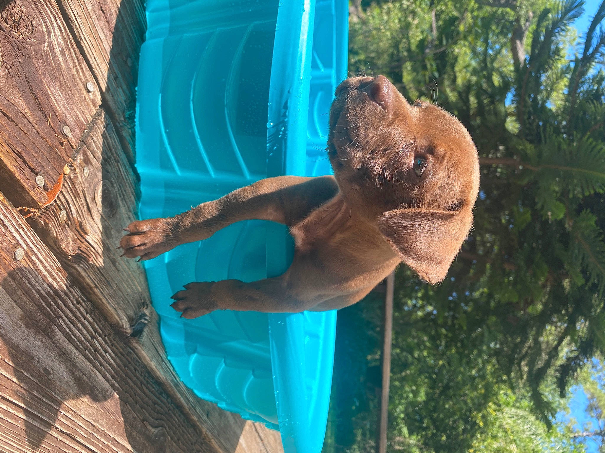 Finley is registered to the contest to win money with this photo: fawn, zoo