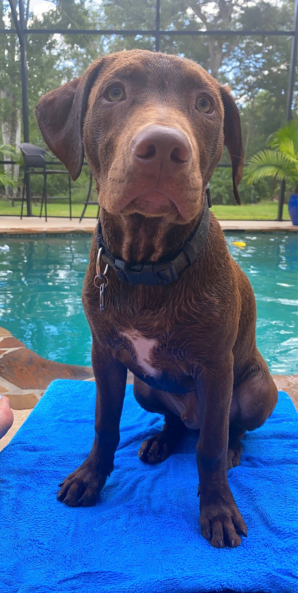 Finley joined the competition — help win amazing prizes! canidae, carnivore, chesapeake_bay_retriever, dog, dog_breed, fawn, german_shorthaired_pointer, hunting_dog, labrador_retriever, liver, mammal, pointer, pointing_breed, retriever, snout, sporting_group, vertebrate, vizsla