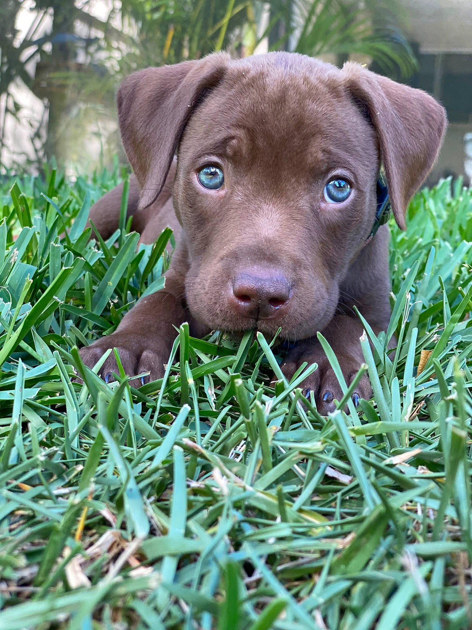 Finley joined the competition — help win amazing prizes! american_pit_bull_terrier, beagador, canidae, carnivore, chesapeake_bay_retriever, dog, dog_breed, fawn, grass, labrador_retriever, liver, mammal, patterdale_terrier, pit_bull, plant, pointing_breed, puppy, retriever, snout, sporting_group