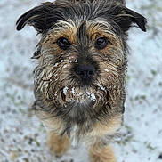 Pouki Valier-Brasier a rejoint le concours — aidez-le/la à gagner de superbes lots ! dog, scruffy, snow, outdoor, pet, animal, whiskers, close_up, fur, winter, cute, looking_up, brown, black, small_dog, nature, portrait, adorable, muzzle, ears