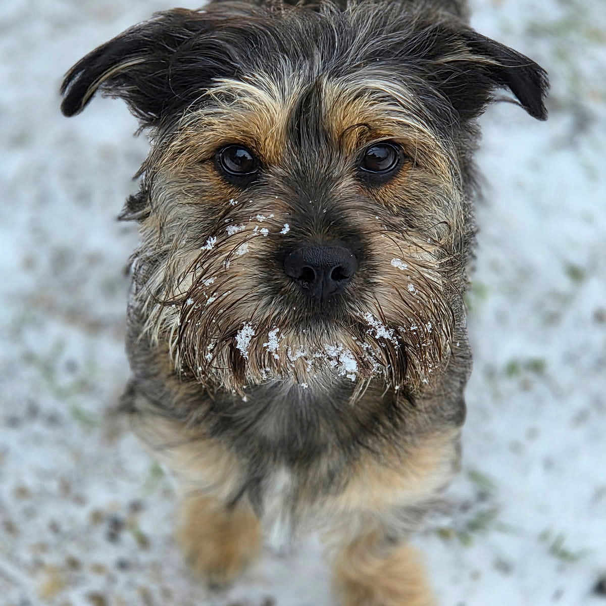 Pouki Valier-Brasier a rejoint le concours — aidez-le/la à gagner de superbes lots ! adorable, animal, black, brown, close_up, cute, dog, ears, fur, looking_up, muzzle, nature, outdoor, pet, portrait, scruffy, small_dog, snow, whiskers, winter