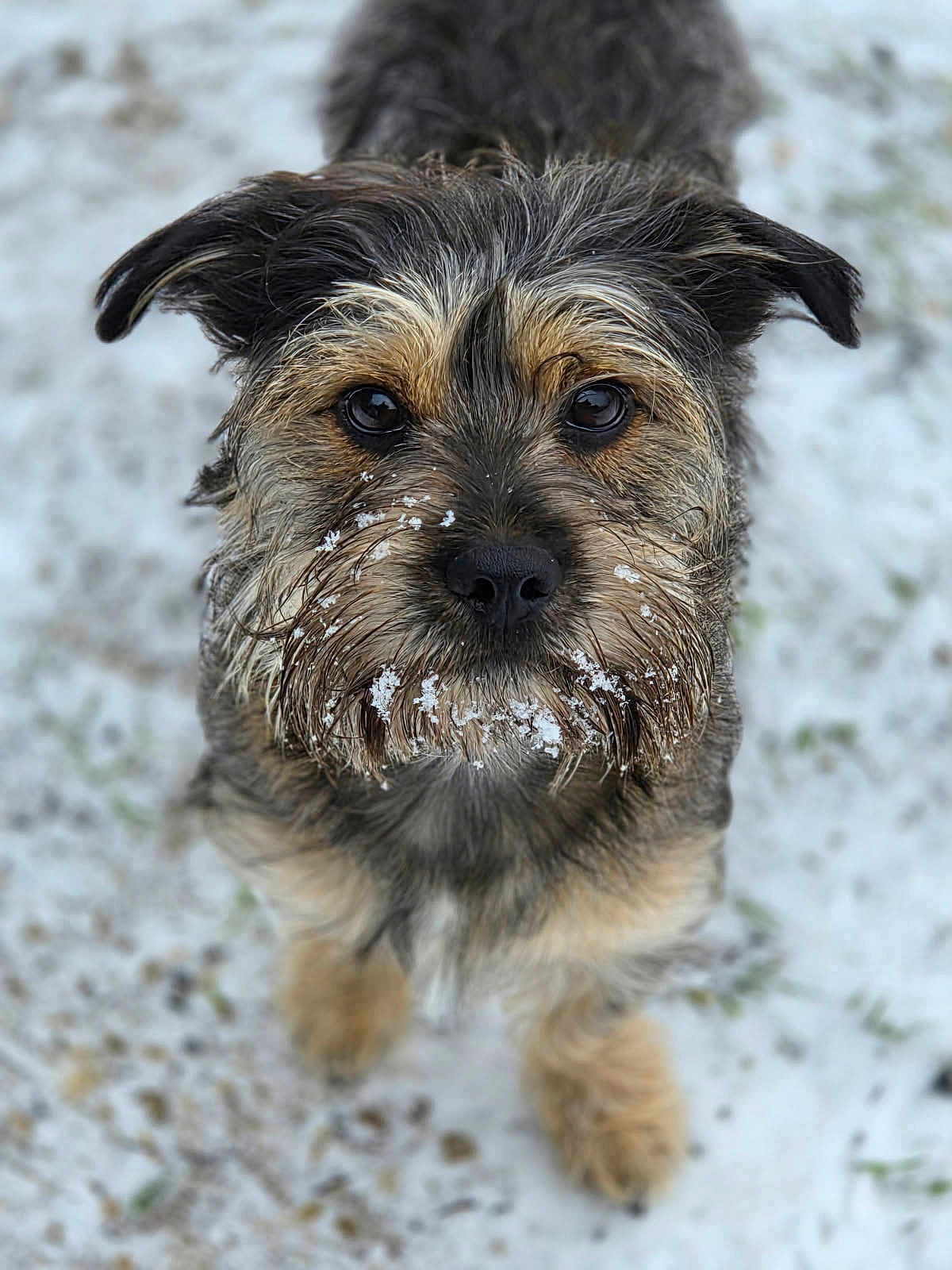 Pouki Valier-Brasier a rejoint le concours — aidez-le/la à gagner de superbes lots ! dog, scruffy, snow, outdoor, pet, animal, whiskers, close_up, fur, winter, cute, looking_up, brown, black, small_dog, nature, portrait, adorable, muzzle, ears