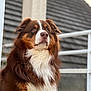 Horus a rejoint le concours — aidez-le/la à gagner de superbes lots ! dog, brown, white, fluffy, portrait, outdoor, railing, roof, fur, pet, animal, mammal, canine, closeup, face, ears, whiskers, expression, side_view, background