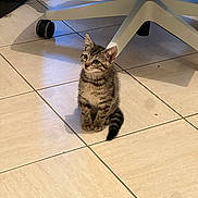 Patapouf participe au concours pour gagner de l'argent avec cette photo : kitten, cat, tabby, floor, tile, indoor, pet, animal, chair, office_chair, curious, small, young, feline, domestic_cat, whiskers, ears, tail, shadow, sitting