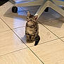 kitten, cat, tabby, floor, tile, indoor, pet, animal, chair, office_chair, curious, small, young, feline, domestic_cat, whiskers, ears, tail, shadow, sitting