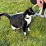 Hapy participe au concours pour gagner de l'argent avec cette photo : cat, black_and_white, harness, leash, grass, outdoor, pet, animal, yellow_eyes, person, hands, nature, alert, walking, feline, domestic_cat, closeup, greenery, daylight, curious