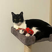 Hapy a rejoint le concours — aidez-le/la à gagner de superbes lots ! cat, tuxedo_cat, pet, indoor, cat_tree, toy, red_toy, paws, fur, whiskers, alert, animal, mammal, black_and_white, resting, claws, platform, scratching_post, domestic_cat, feline
