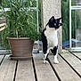 Hapy a rejoint le concours — aidez-le/la à gagner de superbes lots ! cat, black_and_white, plant, flower_pot, wooden_floor, outdoor, pet, animal, nature, greenery, curious, alert, feline, balcony, railing, daylight, domestic_cat, standing, whiskers, ears