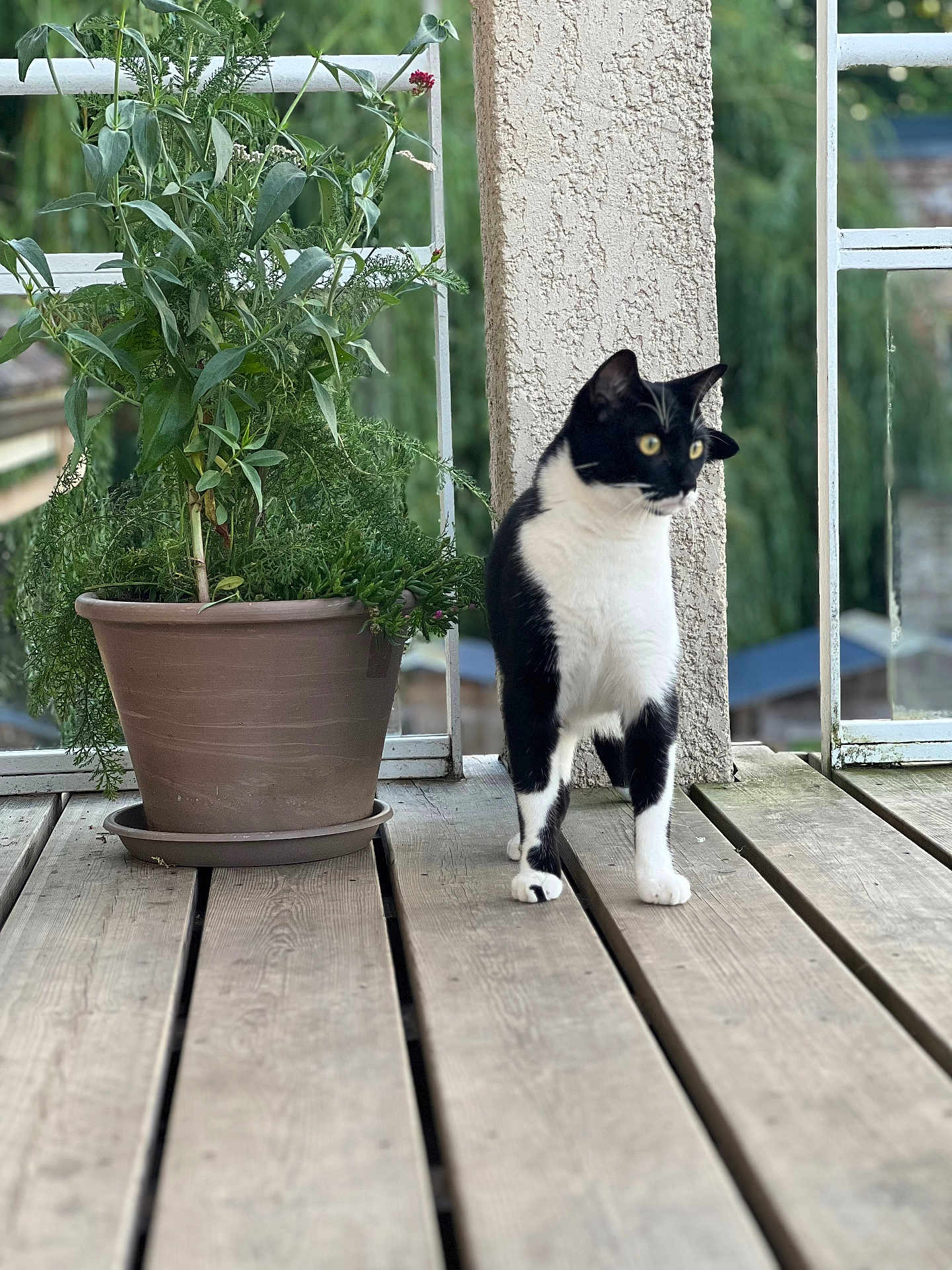 Hapy a rejoint le concours — aidez-le/la à gagner de superbes lots ! cat, black_and_white, plant, flower_pot, wooden_floor, outdoor, pet, animal, nature, greenery, curious, alert, feline, balcony, railing, daylight, domestic_cat, standing, whiskers, ears