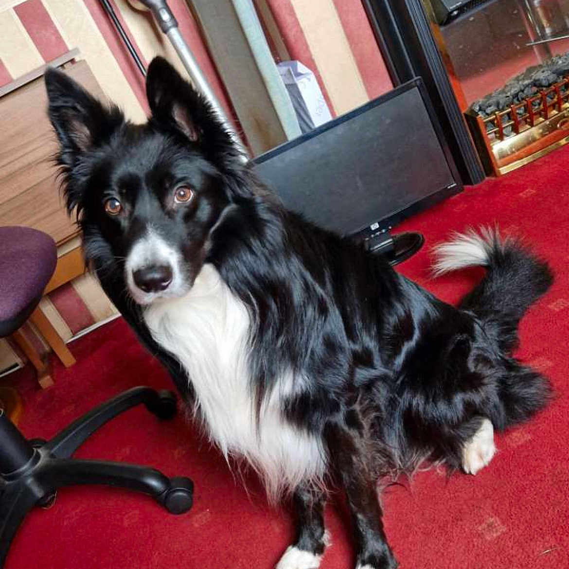 Apollo joined the competition — help win amazing prizes! animal, black_and_white, canine, carpet, chair, cozy, dog, domestic, ears, eyes, fireplace, floor, fur, furniture, household, indoor, pet, sitting, tail, vacuum_cleaner