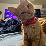 cat, kitten, ginger_cat, pet, collar, bell, bed, blanket, indoor, furniture, television, colorful, curtains, collection, figurines, cute, fluffy, portrait, animal, domestic