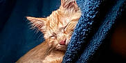 Mac Aroni joined the competition — help win amazing prizes! cat, kitten, sleeping, orange_tabby, paw, blanket, blue_blanket, cozy, relaxation, pet, fur, cute, resting, animal, soft_texture, human_arm, snuggling, indoor, closeup, peaceful
