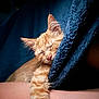 cat, kitten, sleeping, orange_tabby, paw, blanket, blue_blanket, cozy, relaxation, pet, fur, cute, resting, animal, soft_texture, human_arm, snuggling, indoor, closeup, peaceful